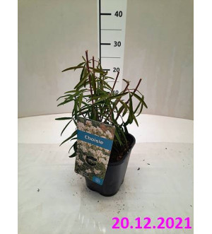Choisya 'Aztec Pearl' C 1,4 L